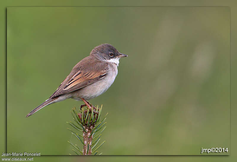 Common Whitethroat male adult, identification