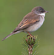 Common Whitethroat