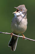 Common Whitethroat