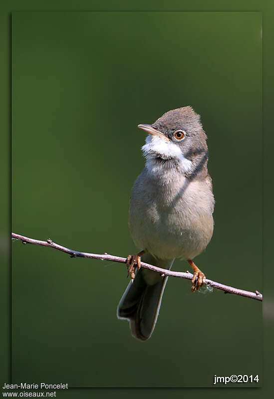 Common Whitethroat male adult, close-up portrait