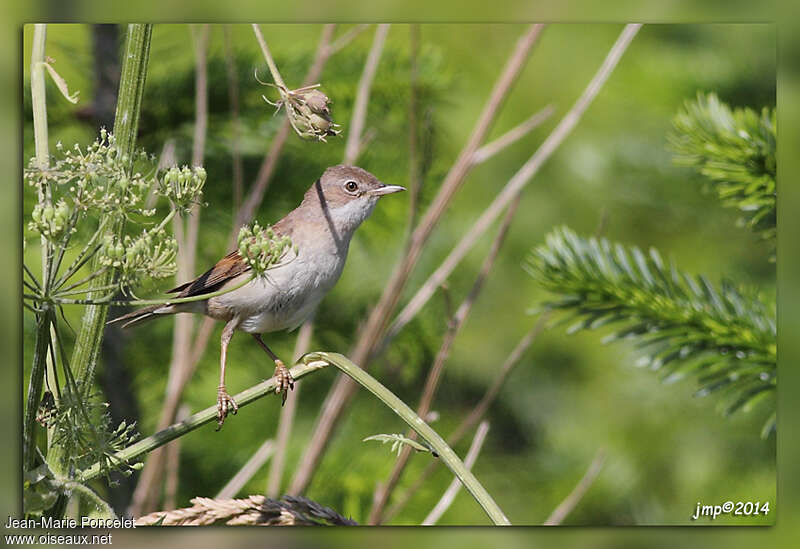 Common Whitethroat, Behaviour