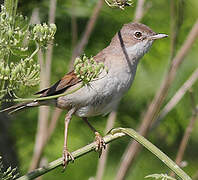 Common Whitethroat