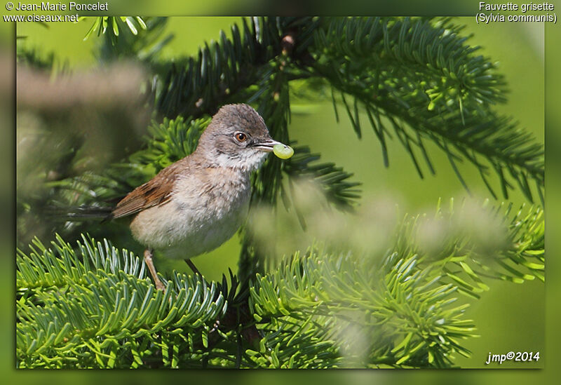 Common Whitethroat