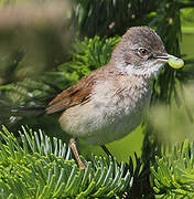 Common Whitethroat