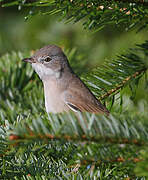 Common Whitethroat