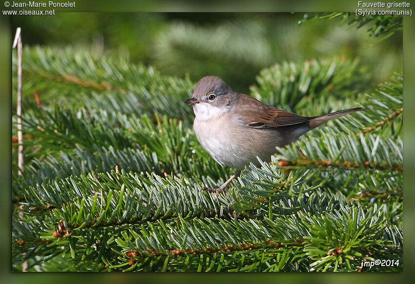 Common Whitethroat