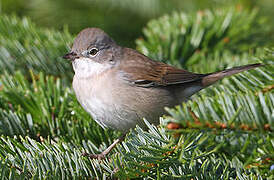 Common Whitethroat