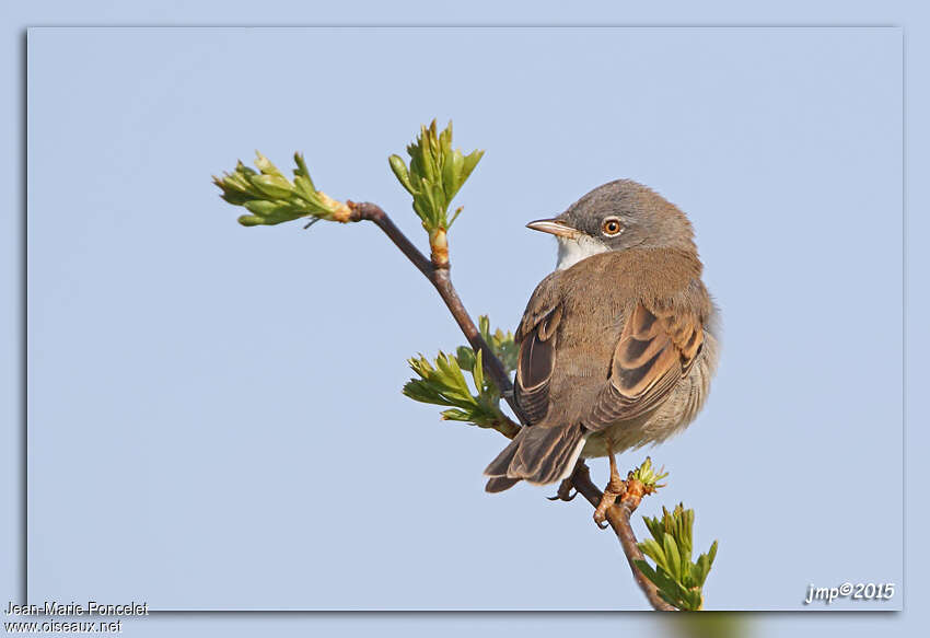 Common Whitethroat