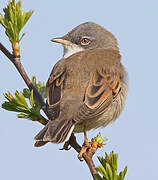 Common Whitethroat