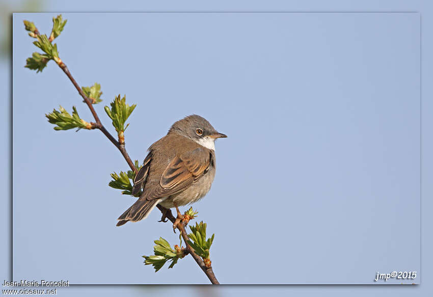 Common Whitethroatadult