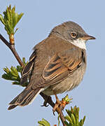 Common Whitethroat