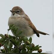 Common Whitethroat