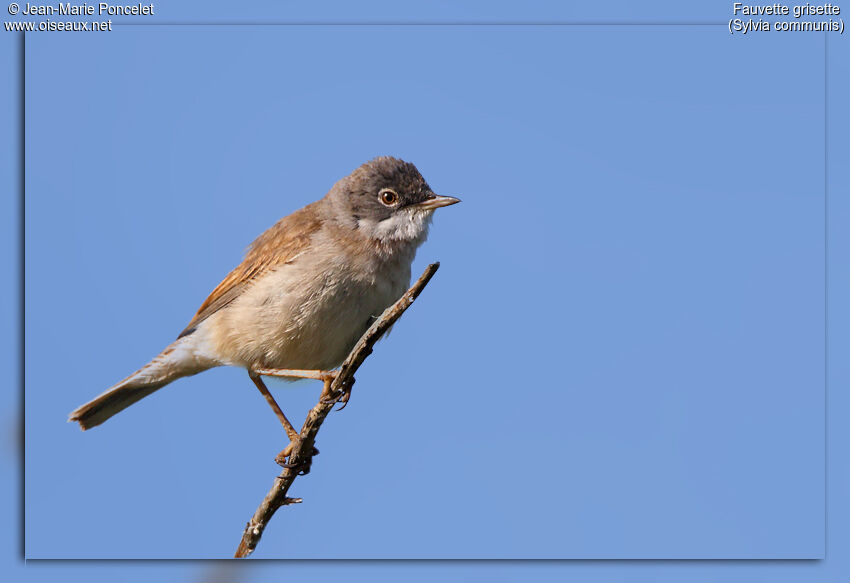 Common Whitethroat