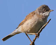 Common Whitethroat