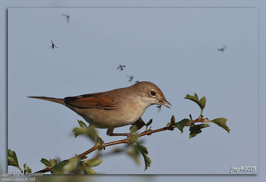 Fauvette grisette1ère année, régime, pêche/chasse