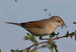 Common Whitethroat