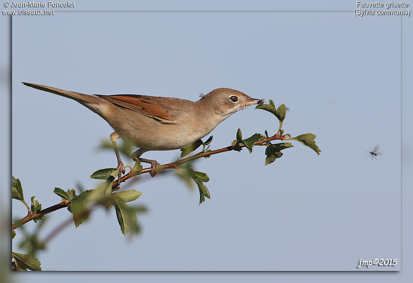 Common Whitethroat