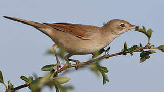 Common Whitethroat