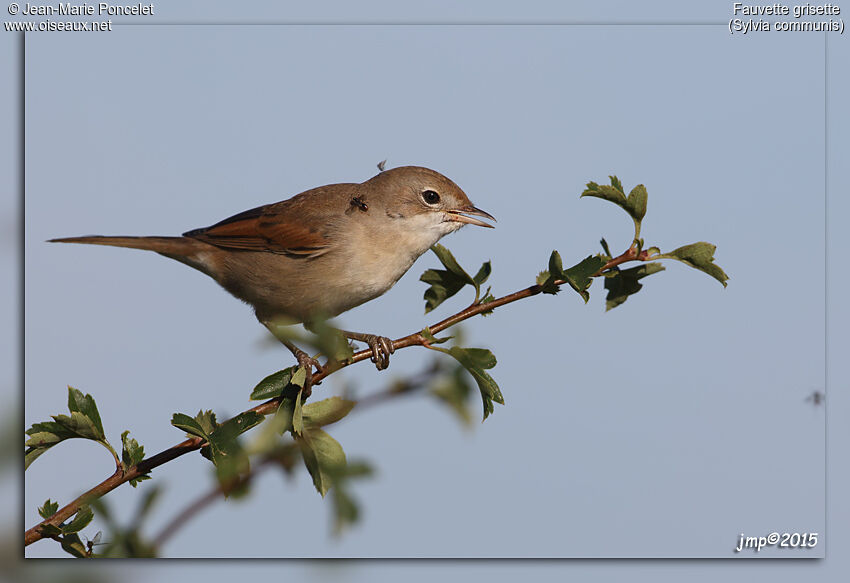 Common Whitethroat