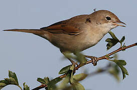 Common Whitethroat