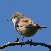 Common Whitethroat