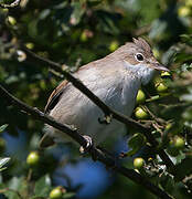 Common Whitethroat