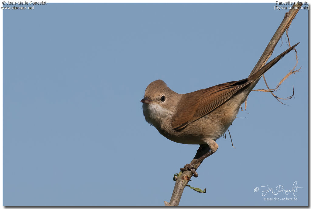 Common Whitethroat