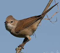 Common Whitethroat