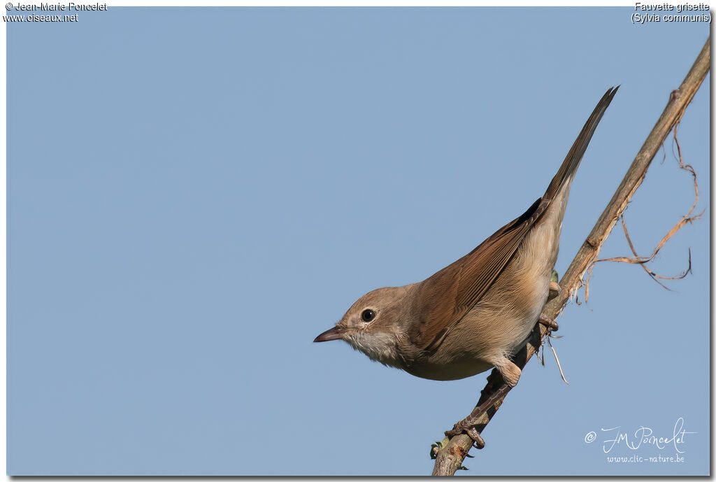 Common Whitethroat