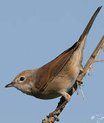 Common Whitethroat