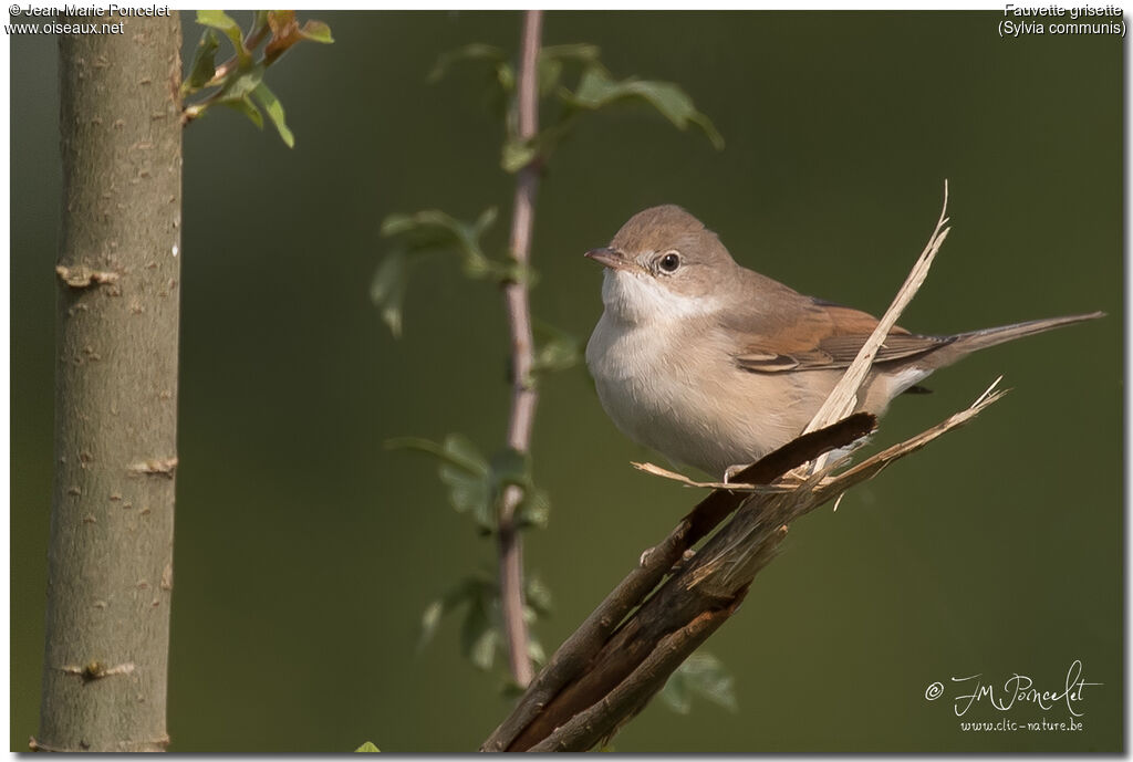 Common Whitethroat