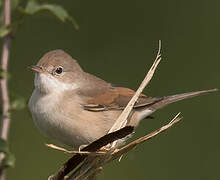 Common Whitethroat