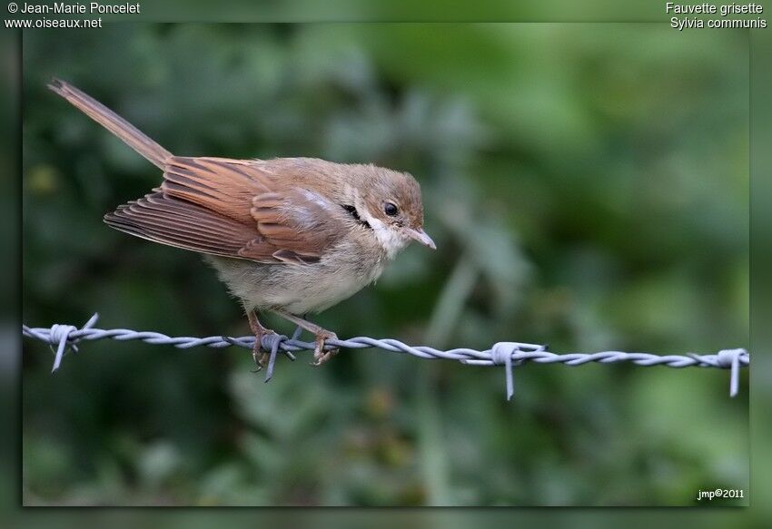 Common Whitethroat