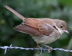 Common Whitethroat