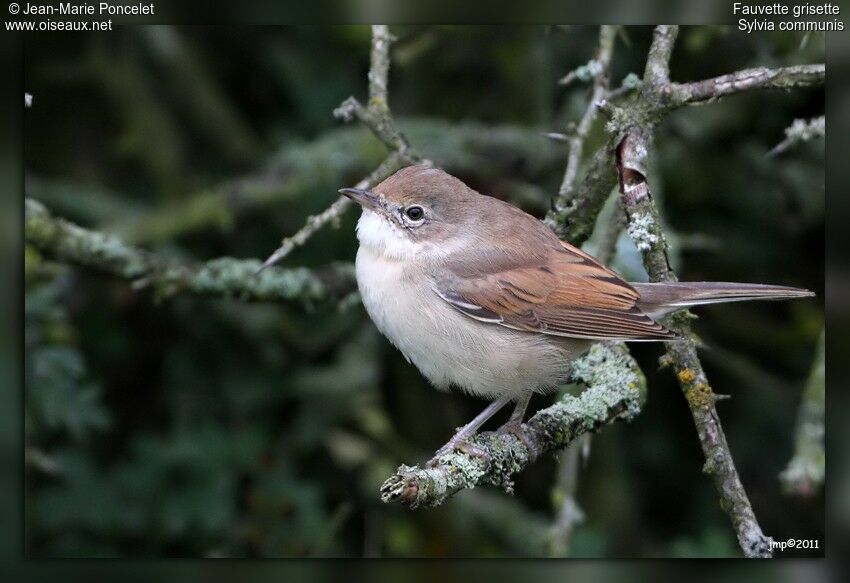 Common Whitethroat