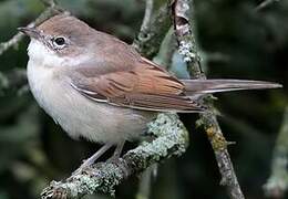 Common Whitethroat