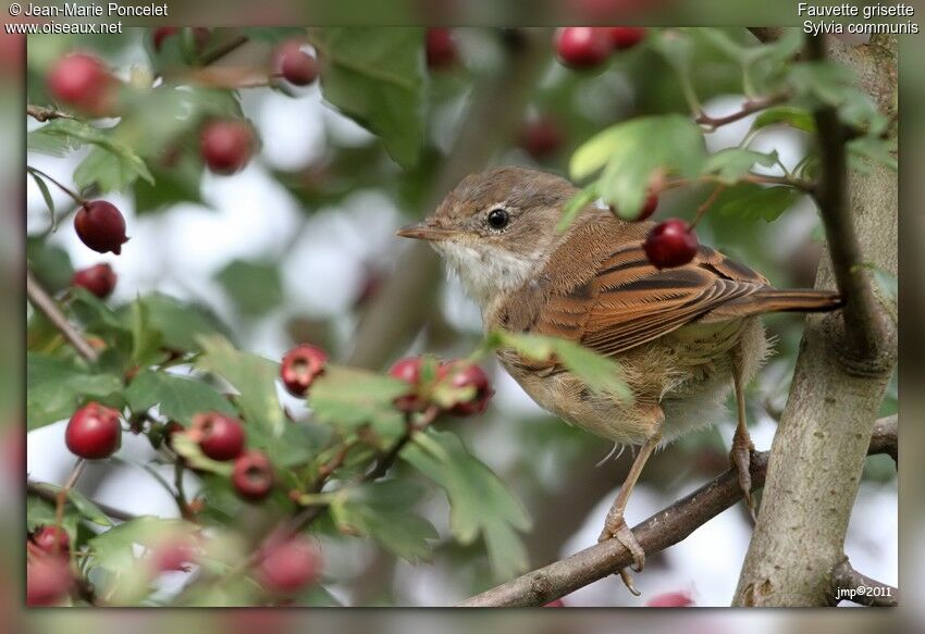 Common Whitethroat