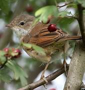 Common Whitethroat