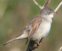 Common Whitethroat