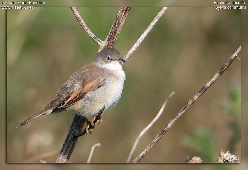 Common Whitethroat