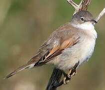 Common Whitethroat