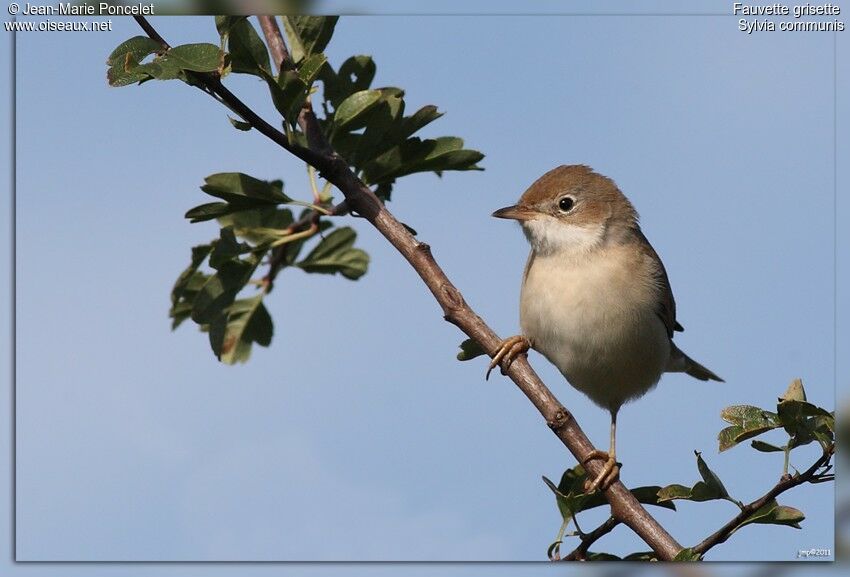 Common Whitethroat