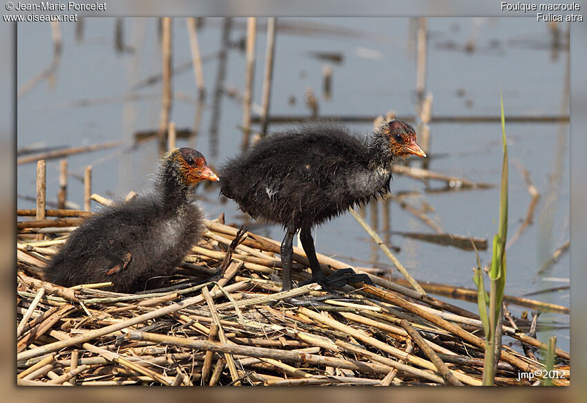 Eurasian Cootjuvenile