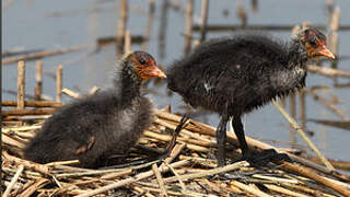 Eurasian Coot