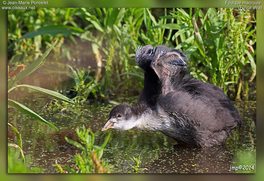 Eurasian Coot