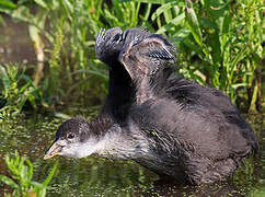 Eurasian Coot