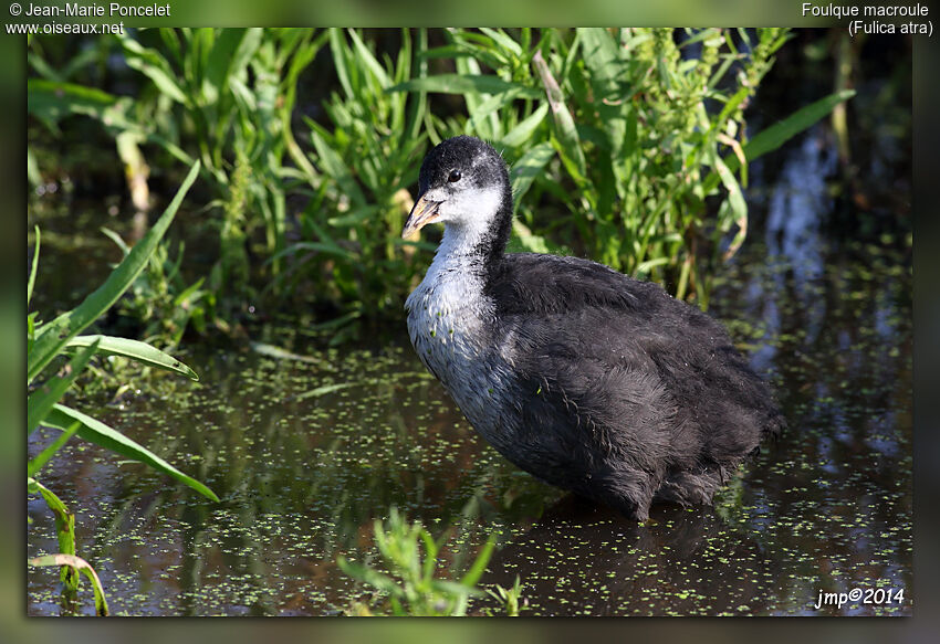 Eurasian Coot