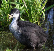 Eurasian Coot