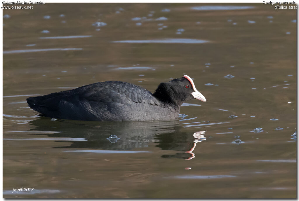 Eurasian Coot