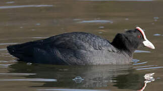 Eurasian Coot